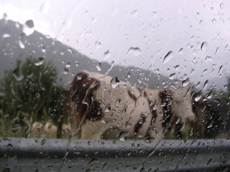 cow looks out of the car window on a rainy day. High quality photo