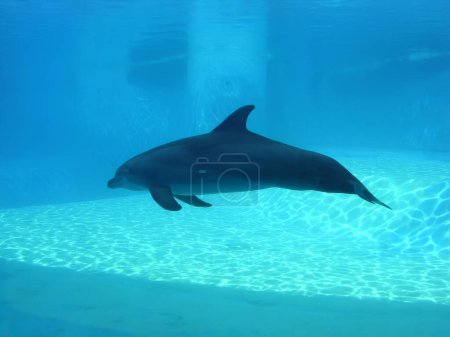 Tursiops truncatus dolphin in dolphinarium. High quality photo