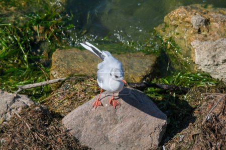 Téléchargez les photos : Un oiseau au bec pointu, perché sur un rocher près de l'eau, surplombant le paysage d'herbe et de couverture végétale avec des plantes poussant dans le sol - en image libre de droit