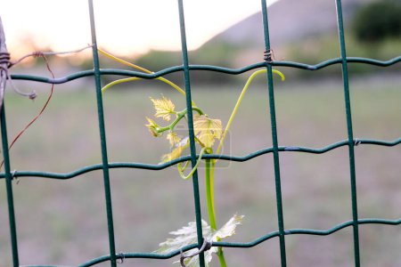 Una planta está entrelazada dentro de una cerca de eslabones de cadena, sus zarcillos alcanzan a través de la malla de alambre. La naturaleza encuentra una manera de coexistir con las barreras artificiales