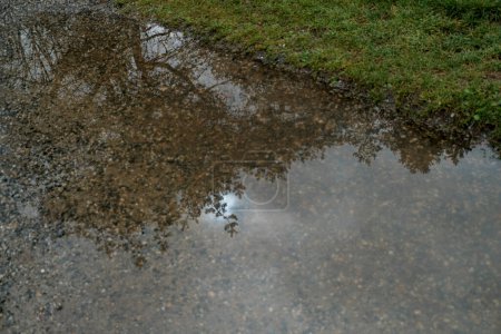 Tree branches and leaves reflected in a puddle after rainstorm. High quality photo