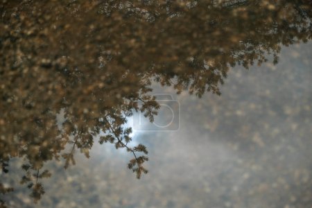 Tree branches and leaves reflected in a puddle after rainstorm. High quality photo