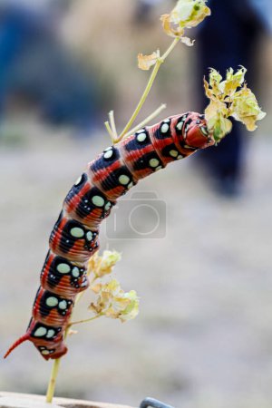 Sphingidae Hyles euphorbiae big red caterpillar on blade of grass. High quality photo