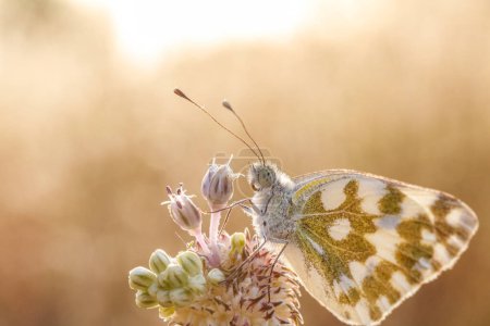 Photo for Pontia edusa A beautiful butterfly rests gracefully on a colorful flower, illustrating the important role of pollinators in the ecosystem - Royalty Free Image