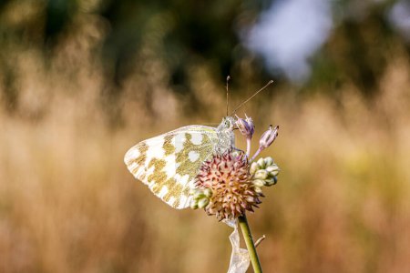 Photo for Pontia edusa A beautiful butterfly rests gracefully on a colorful flower, illustrating the important role of pollinators in the ecosystem - Royalty Free Image
