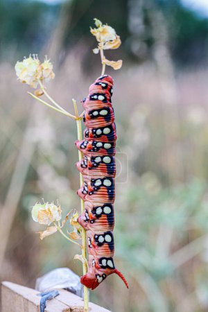 Sphingidae Hyles euphorbiae big red caterpillar on blade of grass. High quality photo