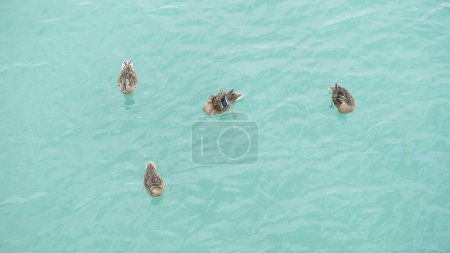 A flock of ducks is seen gracefully swimming in the serene waters of a lake. The water is calm and reflective, offering the ducks a peaceful environment for their aquatic activities