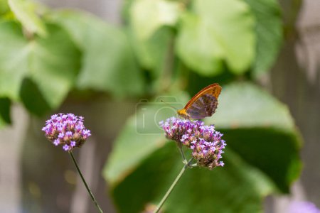 The image shows a butterfly resting on a vibrant purple flower, highlighting the delicate interaction between the flower and the pollinator