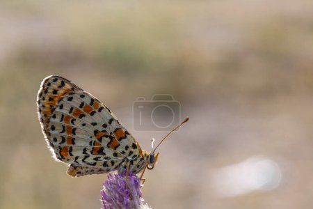 MELITAEA DIDYMA A vibrant butterfly rests gracefully on a stunning purple flower in nature, highlighting the beauty of this pollinator and arthropod