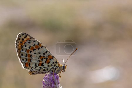MELITAEA DIDYMA Una vibrante mariposa descansa graciosamente sobre una impresionante flor púrpura en la naturaleza, destacando la belleza de este polinizador y artrópodo