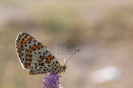 MELITAEA DIDYMA A vibrant butterfly rests gracefully on a stunning purple flower in nature, highlighting the beauty of this pollinator and arthropod