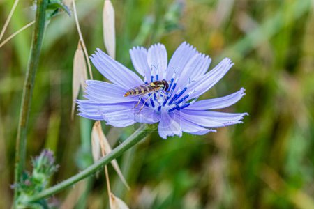Falsche Bienen-Insekt von Syrphidae Latreille hockt auf einem lila Blumen-Foto. Hochwertiges Foto