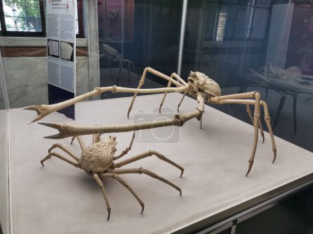 Dos esqueletos de cangrejo se exhiben en una mesa, representando artrópodos e invertebrados. La exhibición muestra el suelo de madera dura debajo, equilibrando los elementos de vida silvestre en un accesorio