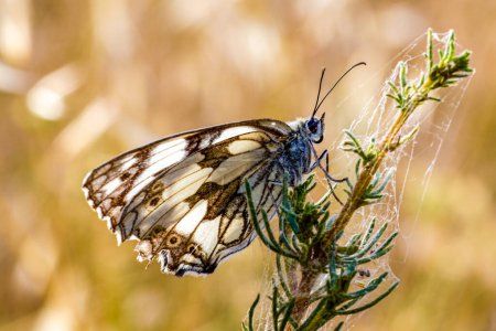 Melanargia galathea Ein farbenfroher Schmetterling ruht anmutig auf einem Ast einer Pflanze und präsentiert seine zarten Flügel und faszinierenden Merkmale als lebenswichtiger Bestäuber im Ökosystem