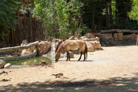 Eine Gruppe Pferde weidet friedlich an einem Teich, umgeben von Gras und Wald in einer ruhigen Naturlandschaft