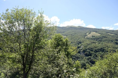 Am Hang wachsen Bäume und Gras, eingerahmt von weit entfernten Bergen. Die Szene umfasst den Himmel, Wolken und eine natürliche Landschaft von Landpflanzen Abruzzen Nationalpark
