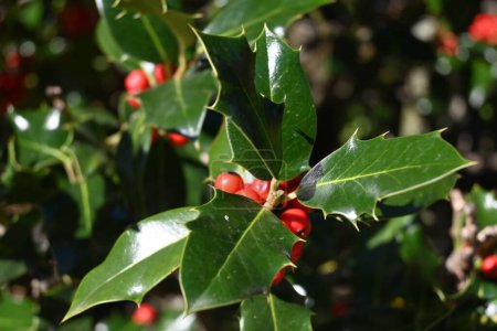 holly red and black berries-stock-photo