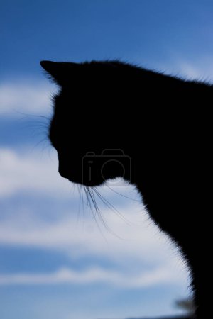 Photo for A striking silhouette of a black cat stands boldly against the backdrop of a majestic sky. Its sleek form creates a captivating contrast, evoking an air of mystery and grace in the twilight hours. - Royalty Free Image