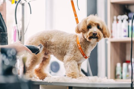 Dog haircut in salon. Pet care. High quality photo