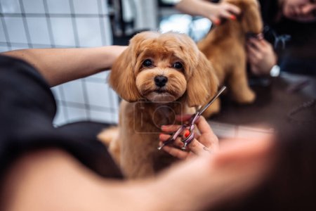Téléchargez les photos : Coupe de cheveux d'un chien Maltipoo provenant d'un salon de toilettage. Photo de haute qualité - en image libre de droit