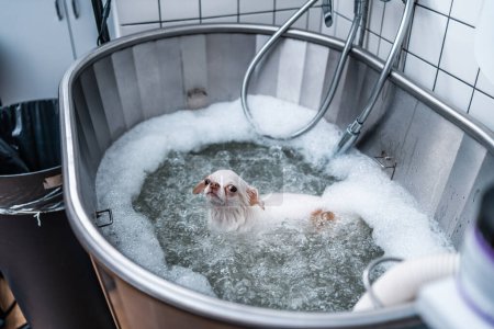 Eine kleine weiße Hündin genießt ein luxuriöses Wellness-Erlebnis in einem Pflegesalon, wo sie baden darf. Hochwertiges Foto