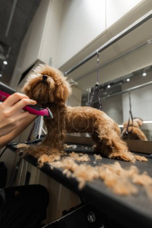 Téléchargez les photos : Coupe de cheveux d'un petit chien dans un salon de toilettage. Photo de haute qualité - en image libre de droit