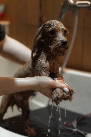 Téléchargez les photos : Laver un petit chien dans un salon de toilettage. Photo de haute qualité - en image libre de droit
