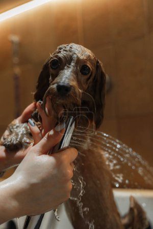 Téléchargez les photos : Laver un petit chien dans un salon de toilettage. Photo de haute qualité - en image libre de droit