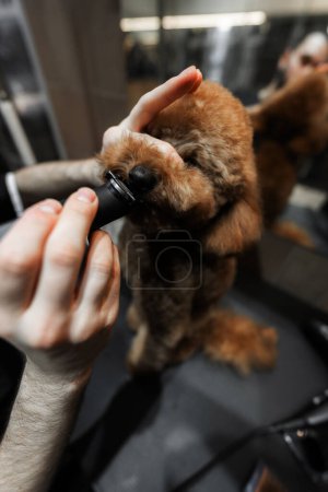 Téléchargez les photos : Coupe de cheveux d'un petit chien dans un salon de toilettage. Photo de haute qualité - en image libre de droit