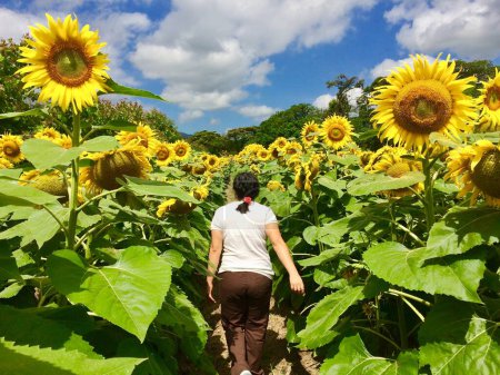 Photo for Beautiful sunflower farm in Esquipulas, Guatemala - Royalty Free Image
