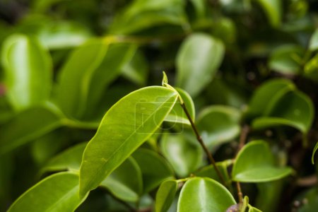 Téléchargez les photos : Fermer les feuilles fraîches. Ficus benjaminais une espèce de plante à fleurs de la famille des Moraceae, originaire d'Asie et d'Australie. - en image libre de droit