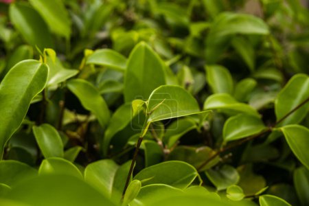 Téléchargez les photos : Fermer les feuilles fraîches. Ficus benjaminais une espèce de plante à fleurs de la famille des Moraceae, originaire d'Asie et d'Australie. - en image libre de droit