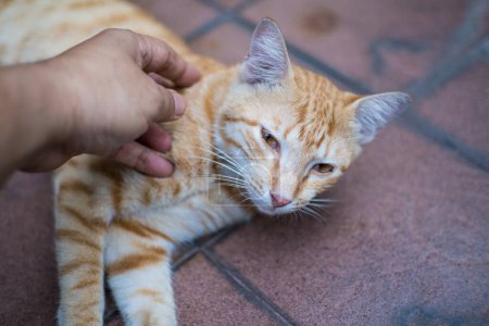 Photo for Man hand touch cute stray cat. Caring for animals. Be kind to animals. - Royalty Free Image