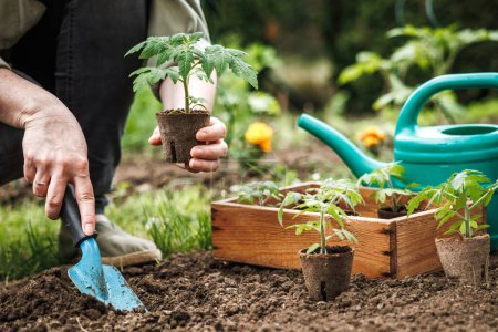 Farmer planting tomato seedling with biodegradable peat pot into soil at vegetable garden. Organic gardening