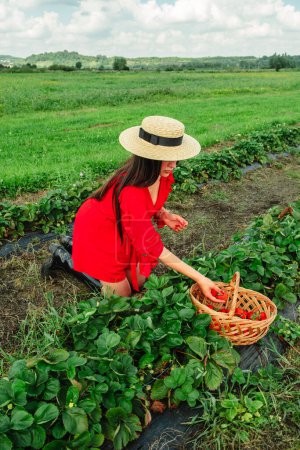Erntefrau legte Erdbeeren in Korb Bauernhof Ökotourismus