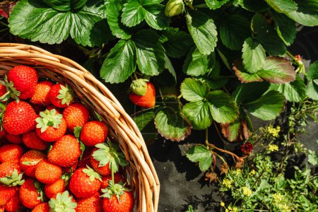 Téléchargez les photos : Vue aérienne des fraises au moment de la récolte du panier - en image libre de droit