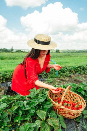Atemberaubende Frau im roten Kleid pflückt Erdbeeren zur Erntezeit auf dem Bauernhof