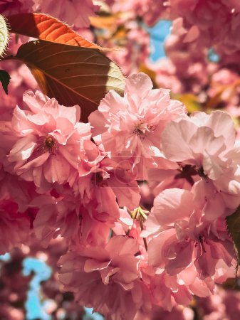 Téléchargez les photos : Floraison fleurs sakura fermer l'espace de copie - en image libre de droit
