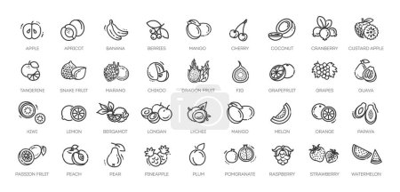 Illustration for Vector line collection. Outline fruits - Royalty Free Image