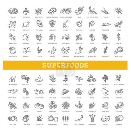 Ilustración de Alimentos antioxidantes, hierbas y especias. estilo de vida saludable - Imagen libre de derechos
