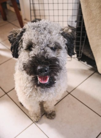 Black and white sitting pumi dog looking and smiling into camera at home in front of a crate