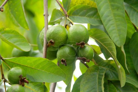 Fruta de guayaba colgando de la rama del árbol. Guayaba de frutas tropicales en el árbol de las guayabas.