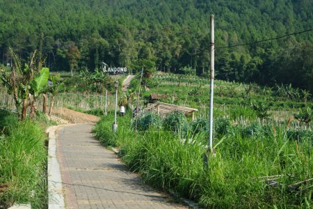 Téléchargez les photos : Petite rue avec dalles de pavage, sentier pavé, au milieu de la verdure dans le mont andong sentier de randonnée. - en image libre de droit