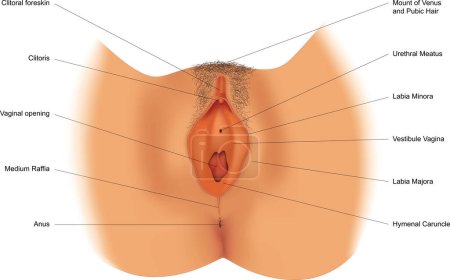 Diagrama de genitales femeninos con indicación de órganos.