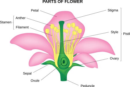 Ilustración de Diagrama del sistema reproductivo de una flor. - Imagen libre de derechos