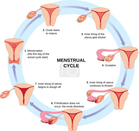 Illustration for Schematic illustration of menstrual cycle stages. Circular diagram with text. - Royalty Free Image