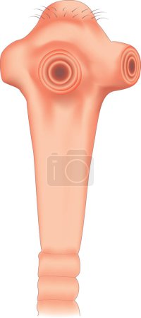 Illustration for Taenia solium scolex head with hooks and suckers. - Royalty Free Image