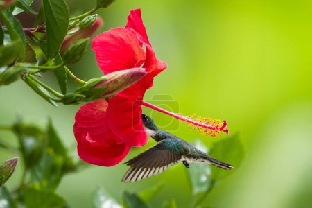 Téléchargez les photos : Beau colibri dans le jardin - en image libre de droit