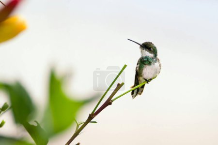 Téléchargez les photos : Bel oiseau, fond nature - en image libre de droit