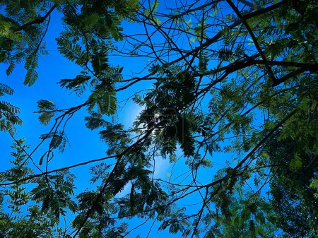 Photo for Green trees on blue sky hit by sunbeam - Royalty Free Image